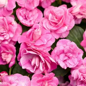 Double Impatiens 'Rockapulco Rose' Live Plant – 4.5" Pot – Vibrant Pink Blooms - Image 1