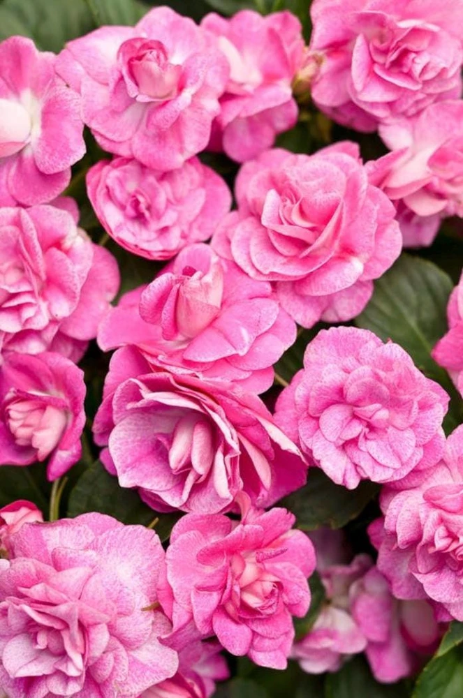 Double Impatiens 'Rockapulco Rose' Live Plant – 4.5" Pot – Vibrant Pink Blooms - Image 1