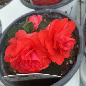 Double Impatiens Rockapulco Tropical Shades Live Plant – 4.5" Pot – Outdoor Flower - Image 10