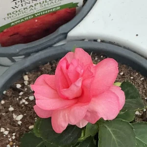 Double Impatiens Rockapulco Tropical Shades Live Plant – 4.5" Pot – Outdoor Flower - Image 11