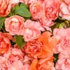 Double Impatiens Rockapulco Tropical Shades Live Plant – 4.5" Pot – Outdoor Flower - Image 1