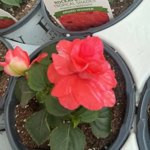 Double Impatiens Rockapulco Tropical Shades Live Plant – 4.5" Pot – Outdoor Flower - Image 12
