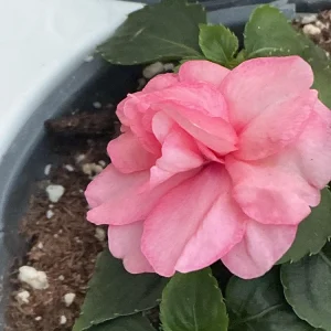 Double Impatiens Rockapulco Tropical Shades Live Plant – 4.5" Pot – Outdoor Flower - Image 13