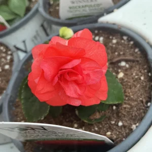 Double Impatiens Rockapulco Tropical Shades Live Plant – 4.5" Pot – Outdoor Flower - Image 14