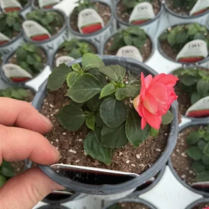Double Impatiens Rockapulco Tropical Shades Live Plant – 4.5" Pot – Outdoor Flower - Image 15