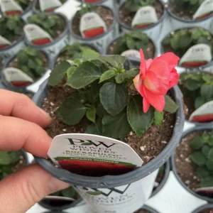 Double Impatiens Rockapulco Tropical Shades Live Plant – 4.5" Pot – Outdoor Flower - Image 16