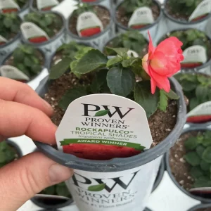 Double Impatiens Rockapulco Tropical Shades Live Plant – 4.5" Pot – Outdoor Flower - Image 17