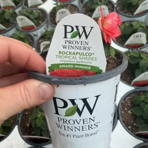 Double Impatiens Rockapulco Tropical Shades Live Plant – 4.5" Pot – Outdoor Flower - Image 19