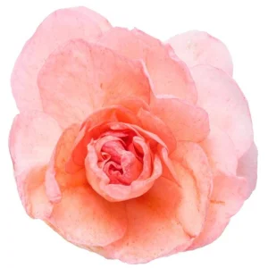 Double Impatiens Rockapulco Tropical Shades Live Plant – 4.5" Pot – Outdoor Flower - Image 2