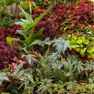 Double Impatiens Rockapulco Tropical Shades Live Plant – 4.5" Pot – Outdoor Flower - Image 20