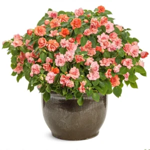 Double Impatiens Rockapulco Tropical Shades Live Plant – 4.5" Pot – Outdoor Flower - Image 3