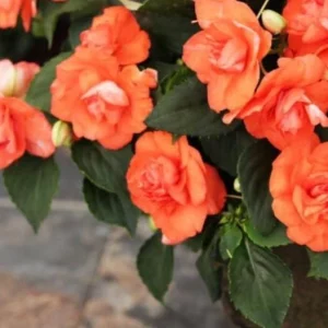 Double Impatiens Rockapulco Tropical Shades Live Plant – 4.5" Pot – Outdoor Flower - Image 4