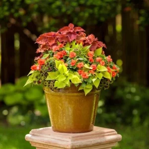 Double Impatiens Rockapulco Tropical Shades Live Plant – 4.5" Pot – Outdoor Flower - Image 5
