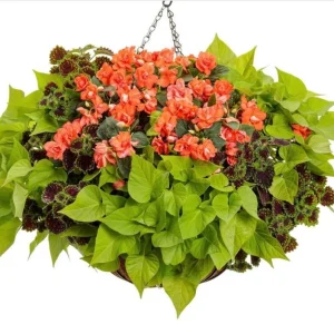 Double Impatiens Rockapulco Tropical Shades Live Plant – 4.5" Pot – Outdoor Flower - Image 6