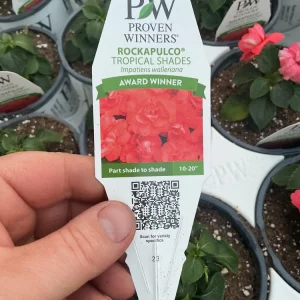 Double Impatiens Rockapulco Tropical Shades Live Plant – 4.5" Pot – Outdoor Flower - Image 7
