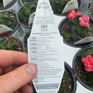 Double Impatiens Rockapulco Tropical Shades Live Plant – 4.5" Pot – Outdoor Flower - Image 8