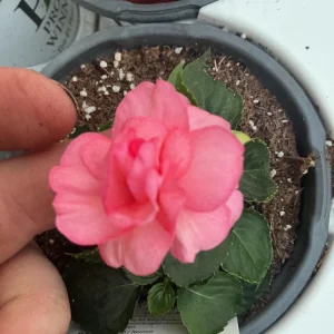 Double Impatiens Rockapulco Tropical Shades Live Plant – 4.5" Pot – Outdoor Flower - Image 9