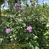 Double Purple Rose of Sharon Live Plant – 2 Bareroot Starters – Outdoor Shrub - Image 1