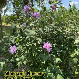 Double Purple Rose of Sharon Live Plant – 2 Bareroot Starters – Outdoor Shrub - Image 1