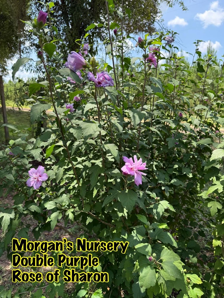 Double Purple Rose of Sharon Live Plant – 2 Bareroot Starters – Outdoor Shrub - Image 1