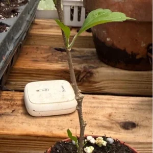 Double Purple Rose of Sharon Live Plant – 2 Bareroot Starters – Outdoor Shrub - Image 2