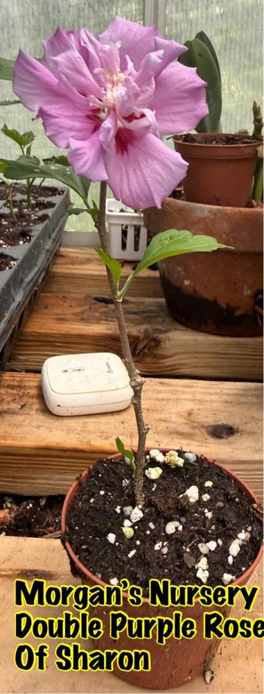 Double Purple Rose of Sharon Live Plant – 2 Bareroot Starters – Outdoor Shrub - Image 2