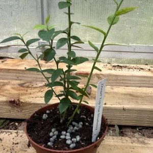 Dwarf Top Hat Blueberry Live Plant – 3 inch Pot – Outdoor Fruit Shrub - Image 2