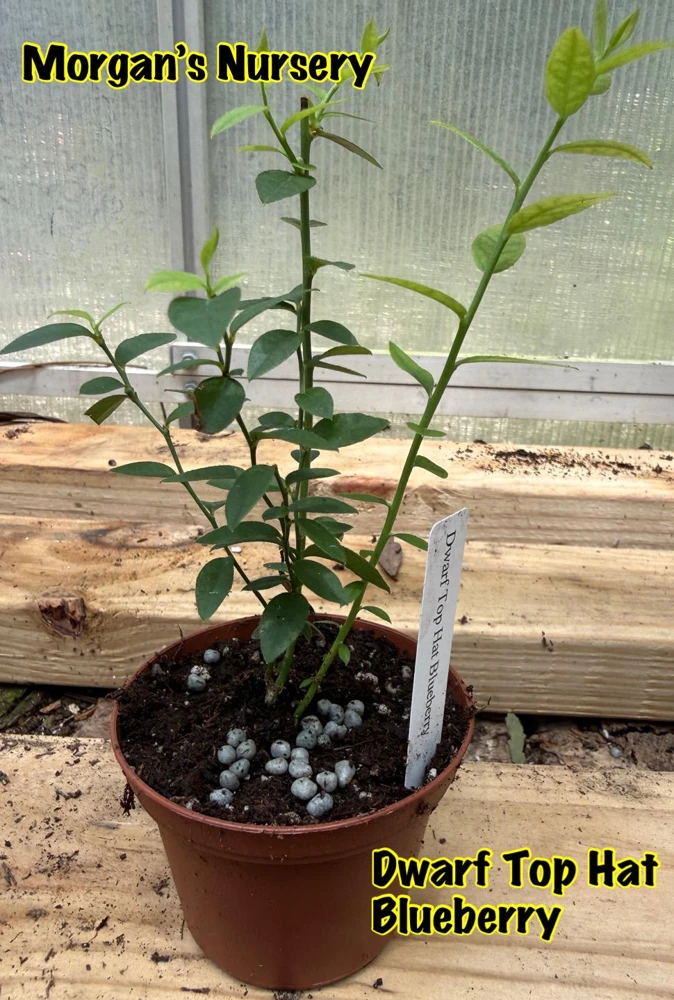 Dwarf Top Hat Blueberry Live Plant – 3 inch Pot – Outdoor Fruit Shrub - Image 2