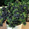 Dwarf Top Hat Blueberry Live Plant – 3 inch Pot – Outdoor Fruit Shrub - Image 1