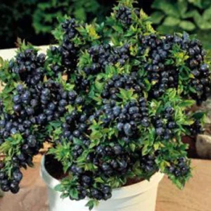 Dwarf Top Hat Blueberry Live Plant – 3 inch Pot – Outdoor Fruit Shrub - Image 1