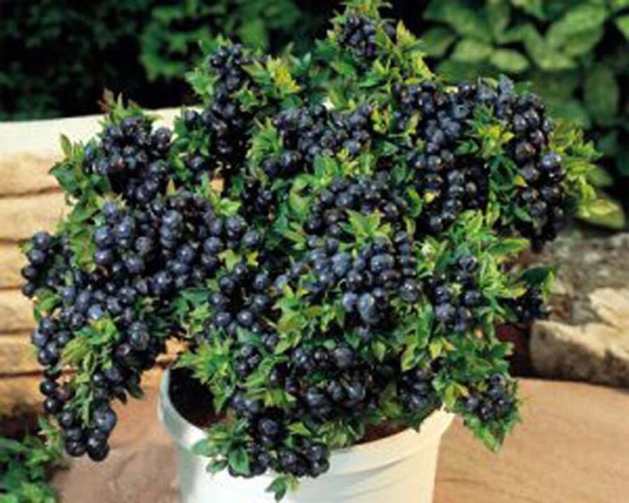 Dwarf Top Hat Blueberry Live Plant – 3 inch Pot – Outdoor Fruit Shrub - Image 1