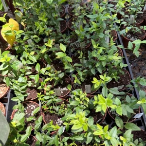Dwarf Top Hat Blueberry Live Plant – 3 inch Pot – Outdoor Fruit Shrub - Image 3