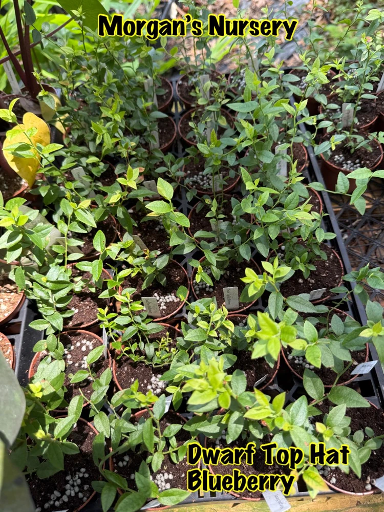 Dwarf Top Hat Blueberry Live Plant – 3 inch Pot – Outdoor Fruit Shrub - Image 3