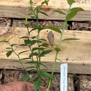 Dwarf Top Hat Blueberry Live Plant – 3 inch Pot – Outdoor Fruit Shrub - Image 4