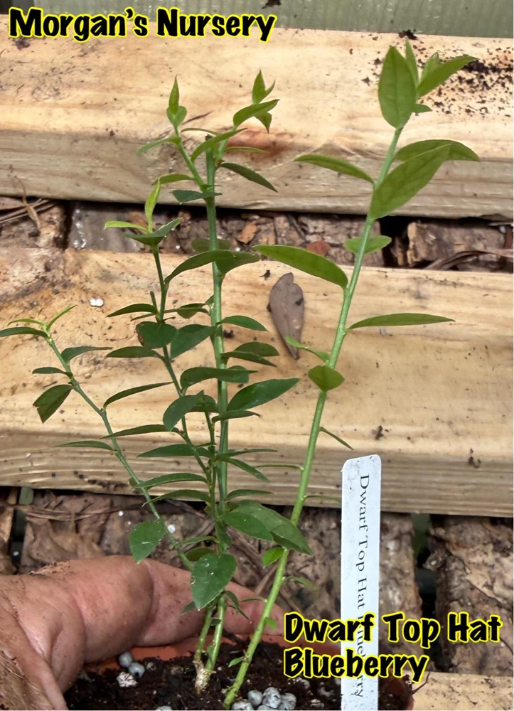 Dwarf Top Hat Blueberry Live Plant – 3 inch Pot – Outdoor Fruit Shrub - Image 4