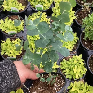 Eucalyptus Silver Dollar Live Plant - 4.5 inch Pot - Indoor/Outdoor Foliage - Image 10