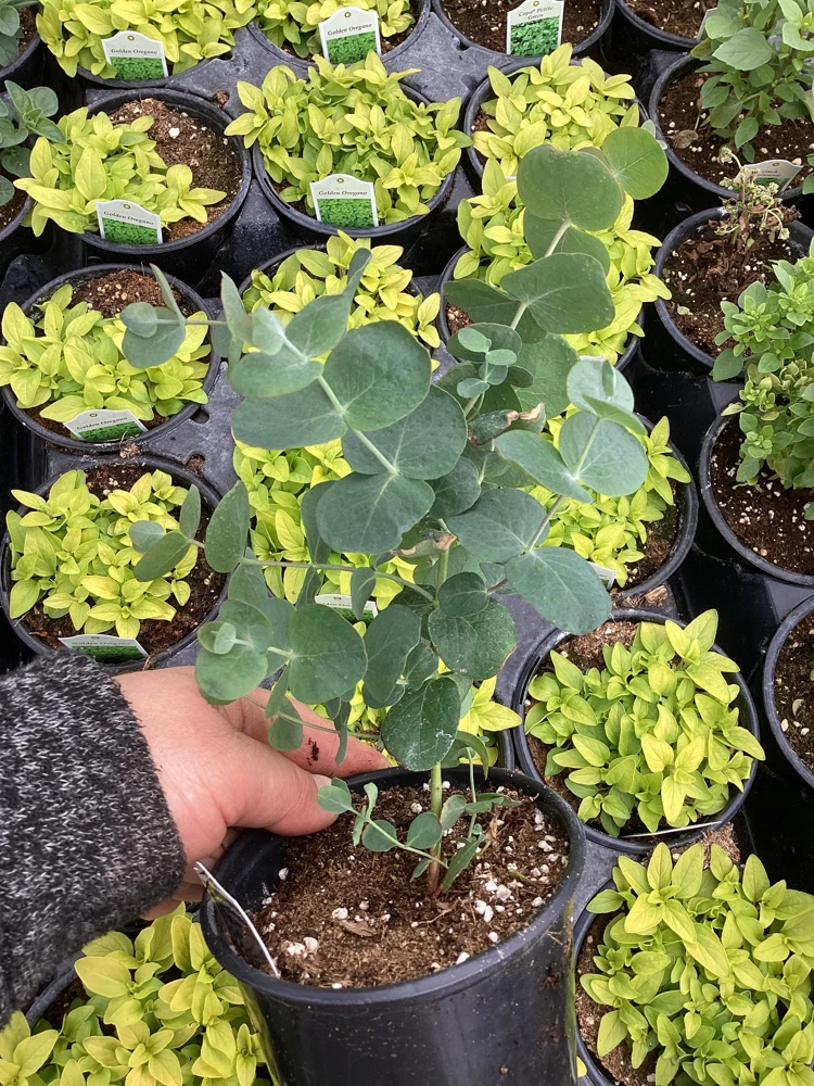Eucalyptus Silver Dollar Live Plant - 4.5 inch Pot - Indoor/Outdoor Foliage - Image 10