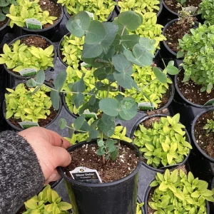 Eucalyptus Silver Dollar Live Plant - 4.5 inch Pot - Indoor/Outdoor Foliage - Image 11