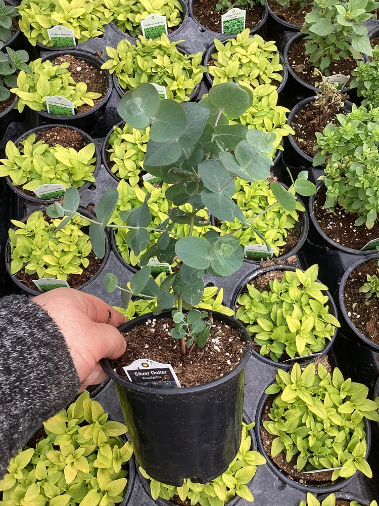 Eucalyptus Silver Dollar Live Plant - 4.5 inch Pot - Indoor/Outdoor Foliage - Image 11