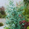 Eucalyptus Silver Dollar Live Plant - 4.5 inch Pot - Indoor/Outdoor Foliage - Image 1