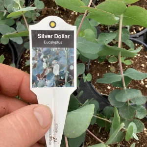 Eucalyptus Silver Dollar Live Plant - 4.5 inch Pot - Indoor/Outdoor Foliage - Image 2