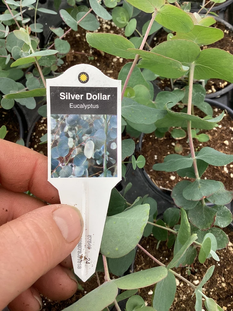 Eucalyptus Silver Dollar Live Plant - 4.5 inch Pot - Indoor/Outdoor Foliage - Image 2
