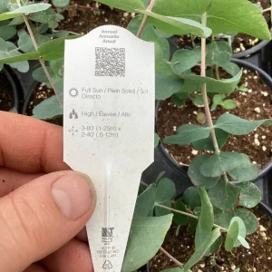 Eucalyptus Silver Dollar Live Plant - 4.5 inch Pot - Indoor/Outdoor Foliage - Image 3
