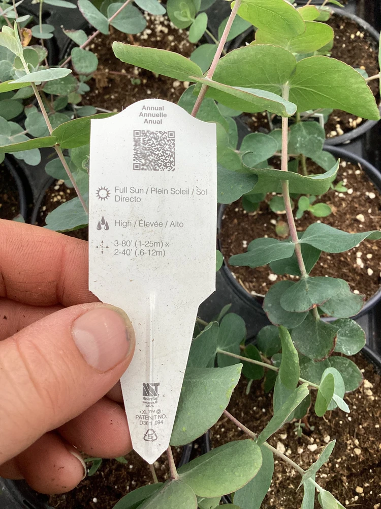Eucalyptus Silver Dollar Live Plant - 4.5 inch Pot - Indoor/Outdoor Foliage - Image 3