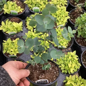 Eucalyptus Silver Dollar Live Plant - 4.5 inch Pot - Indoor/Outdoor Foliage - Image 4