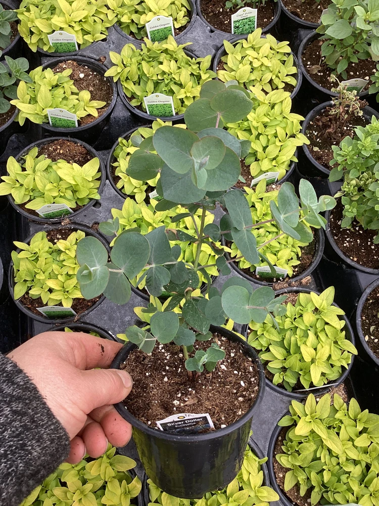 Eucalyptus Silver Dollar Live Plant - 4.5 inch Pot - Indoor/Outdoor Foliage - Image 4