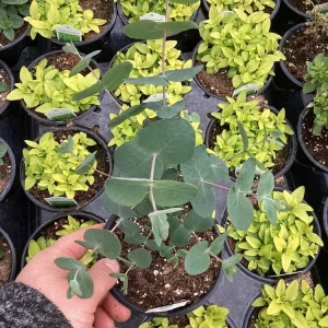 Eucalyptus Silver Dollar Live Plant - 4.5 inch Pot - Indoor/Outdoor Foliage - Image 5