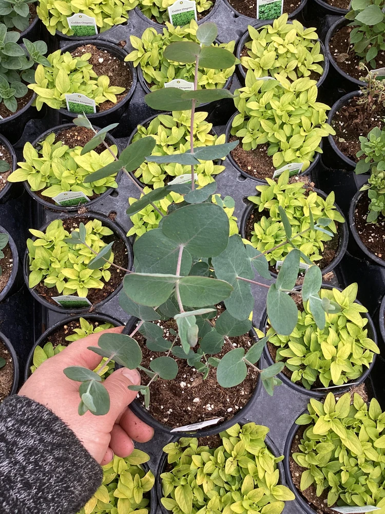 Eucalyptus Silver Dollar Live Plant - 4.5 inch Pot - Indoor/Outdoor Foliage - Image 5