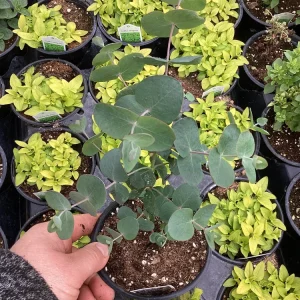 Eucalyptus Silver Dollar Live Plant - 4.5 inch Pot - Indoor/Outdoor Foliage - Image 6