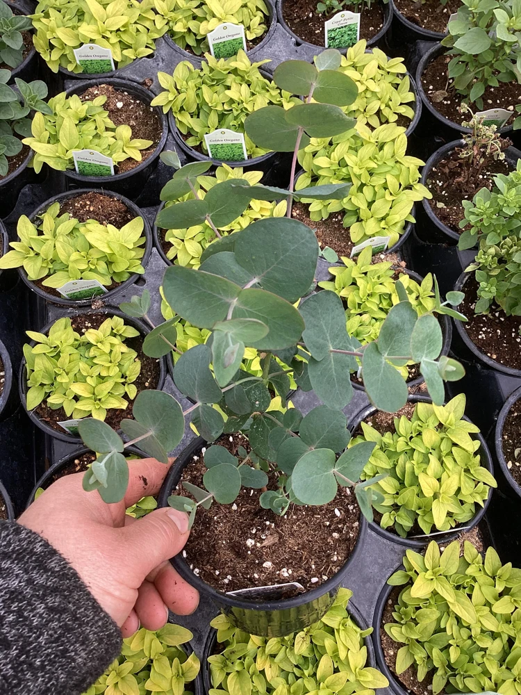 Eucalyptus Silver Dollar Live Plant - 4.5 inch Pot - Indoor/Outdoor Foliage - Image 6
